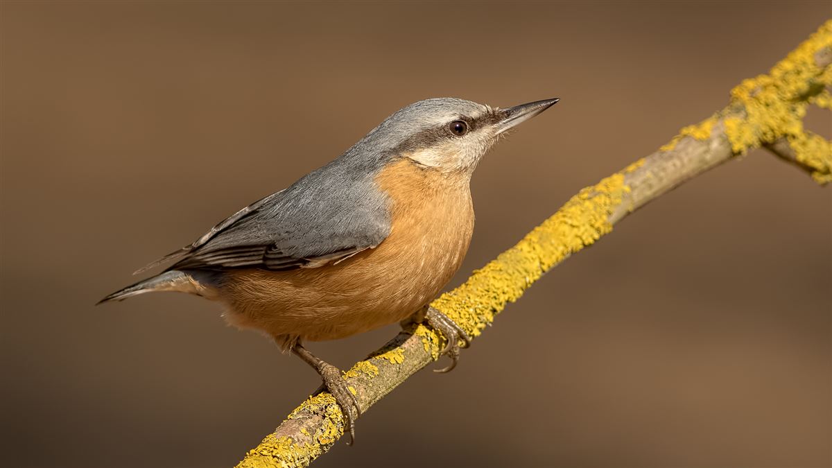 Eurasian Nuthatch