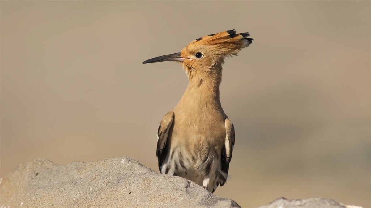 Common Hoopoe