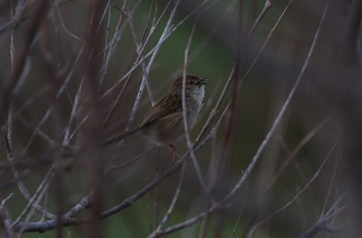 Delicate Prinia