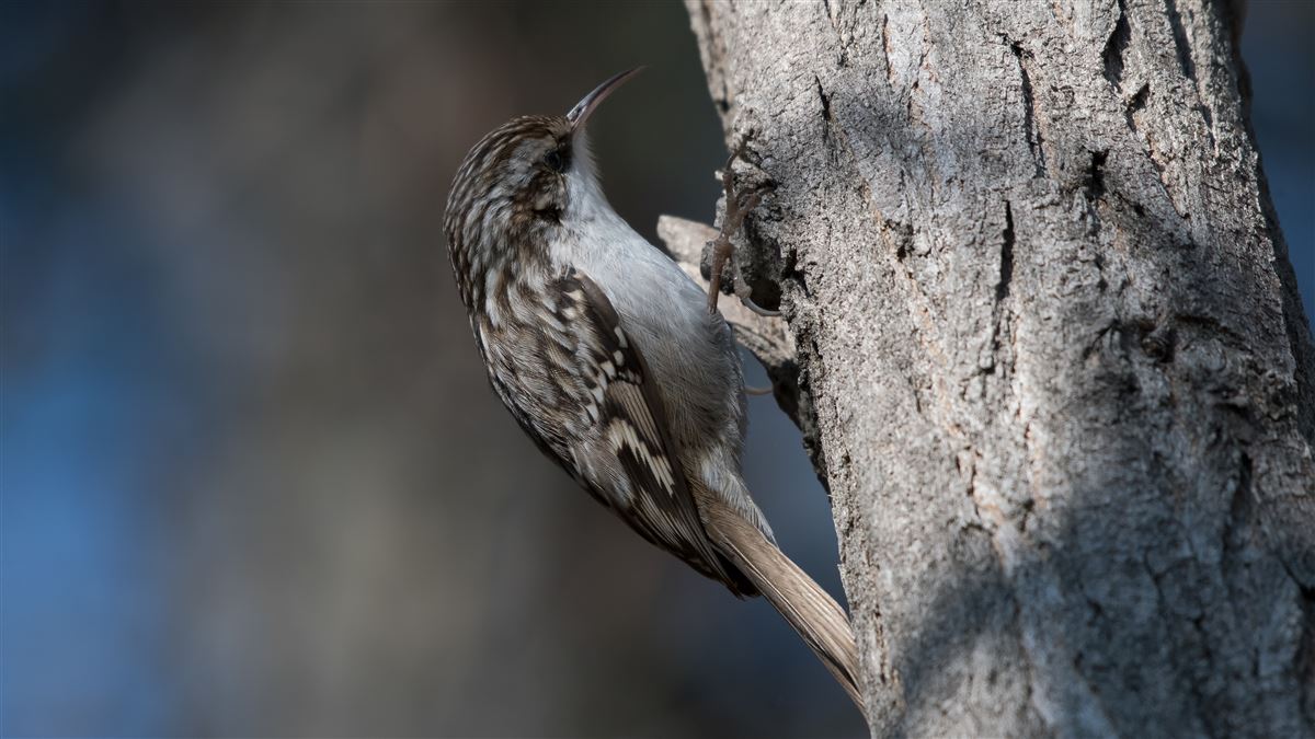 Short-toed Treecreeper
