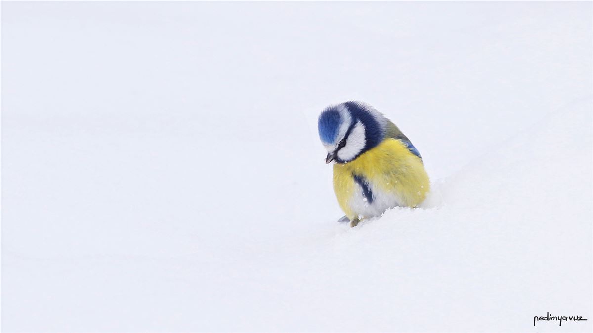 Eurasian Blue Tit