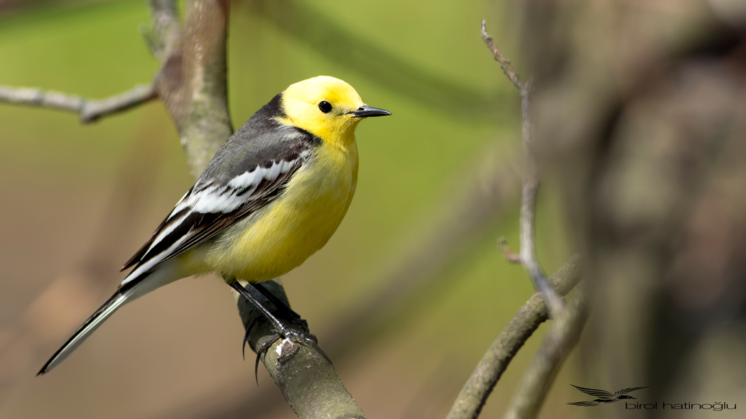 Citrine Wagtail