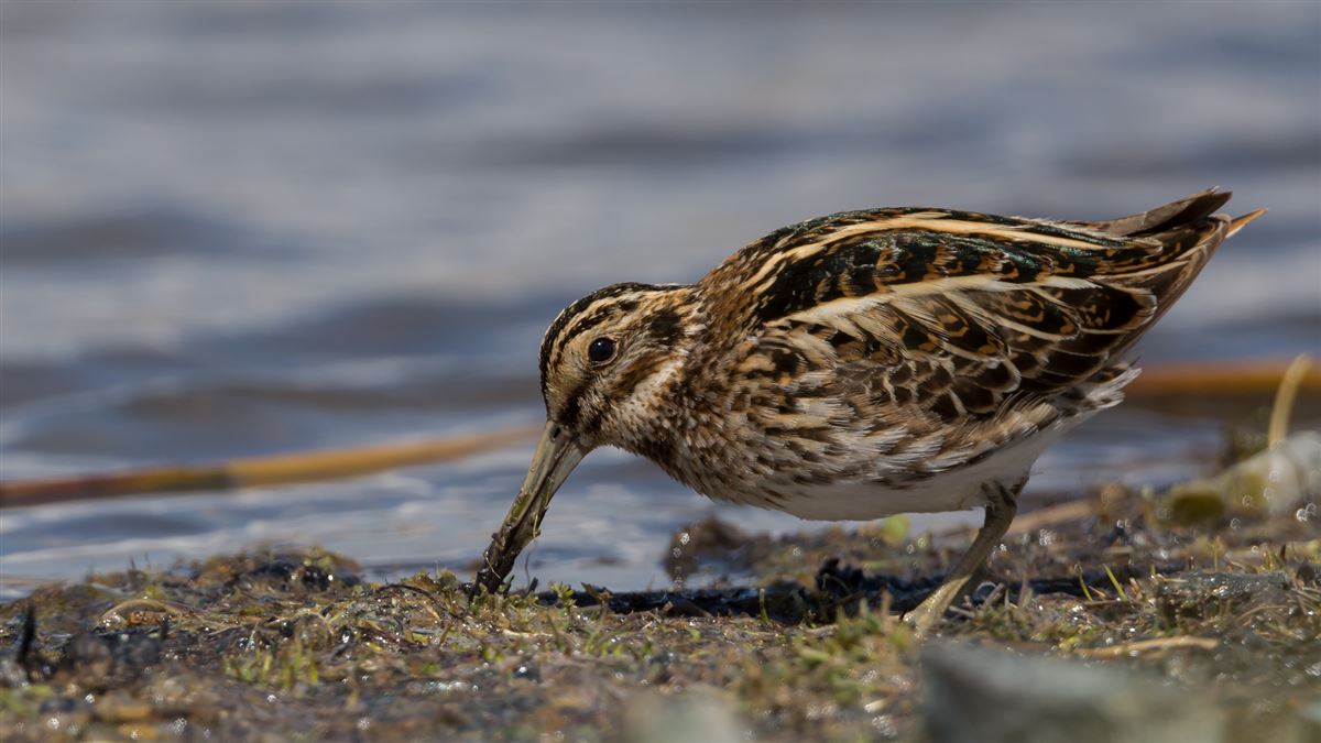 Jack Snipe