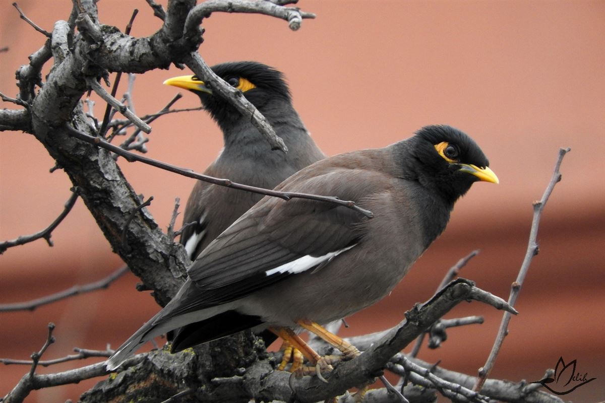 Common Myna