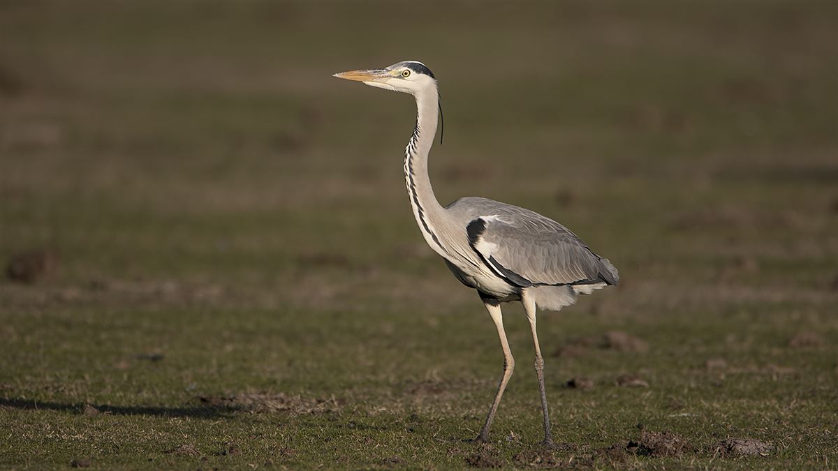 Grey Heron