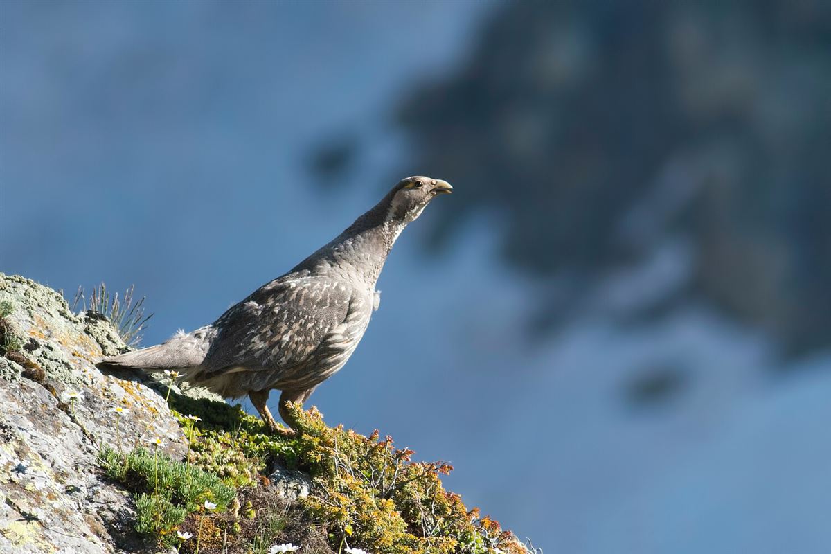 Caspian Snowcock