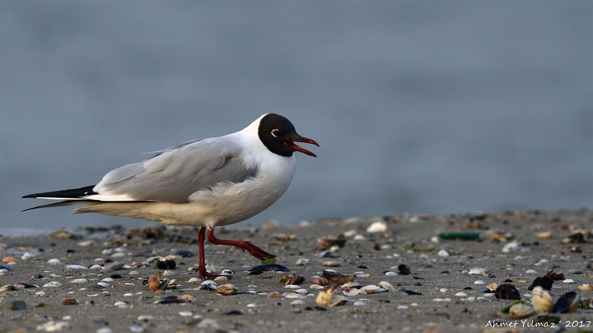 Black-headed Gull