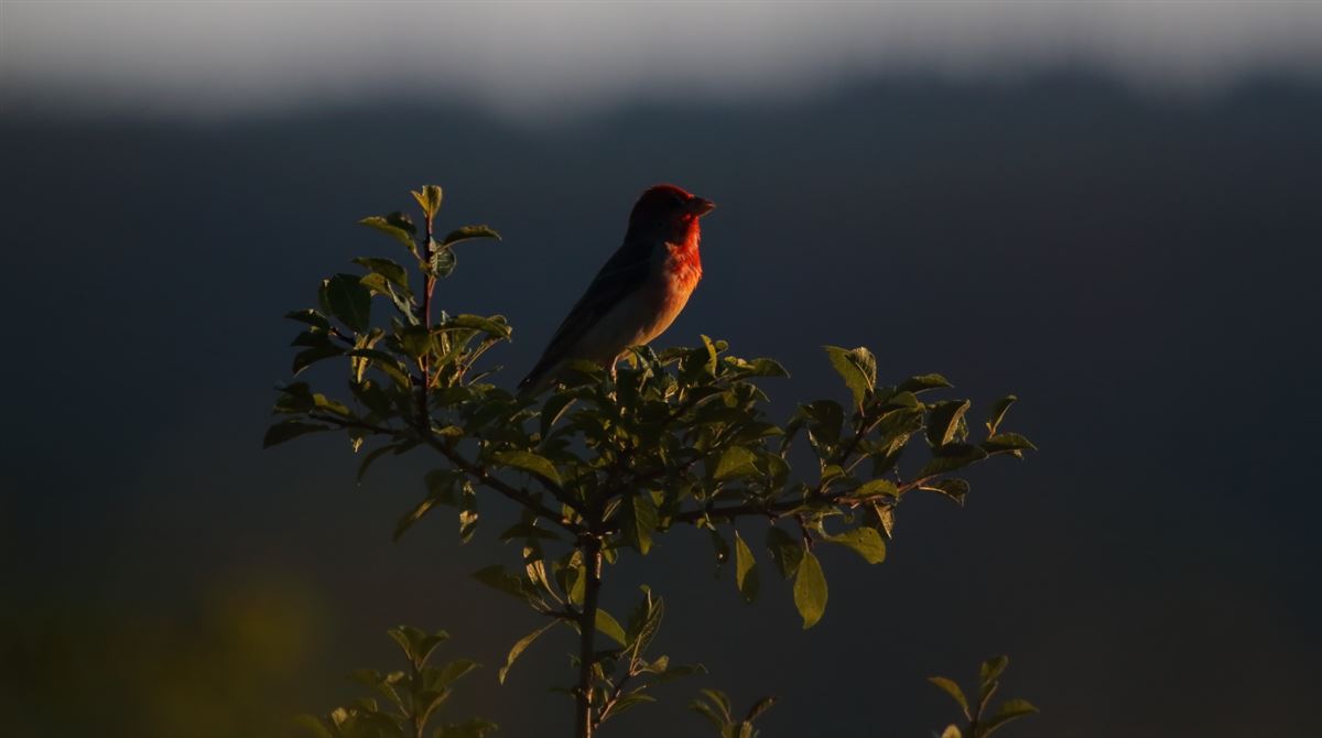 Common Rosefinch