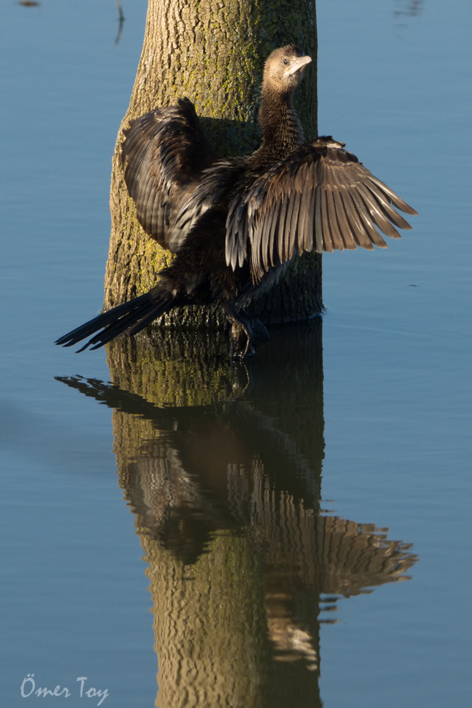 Pygmy Cormorant
