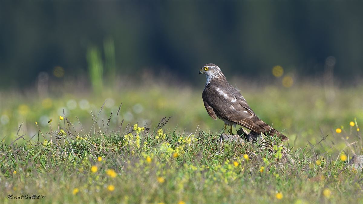 Eurasian Sparrowhawk