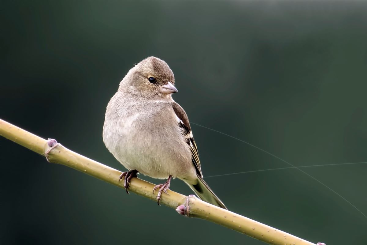 Eurasian Chaffinch