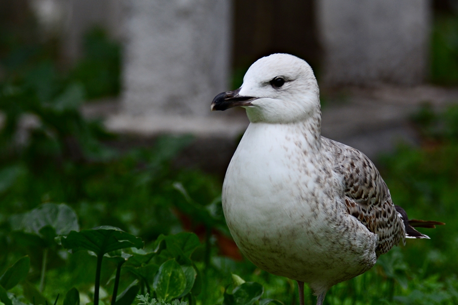 Audouin`s Gull