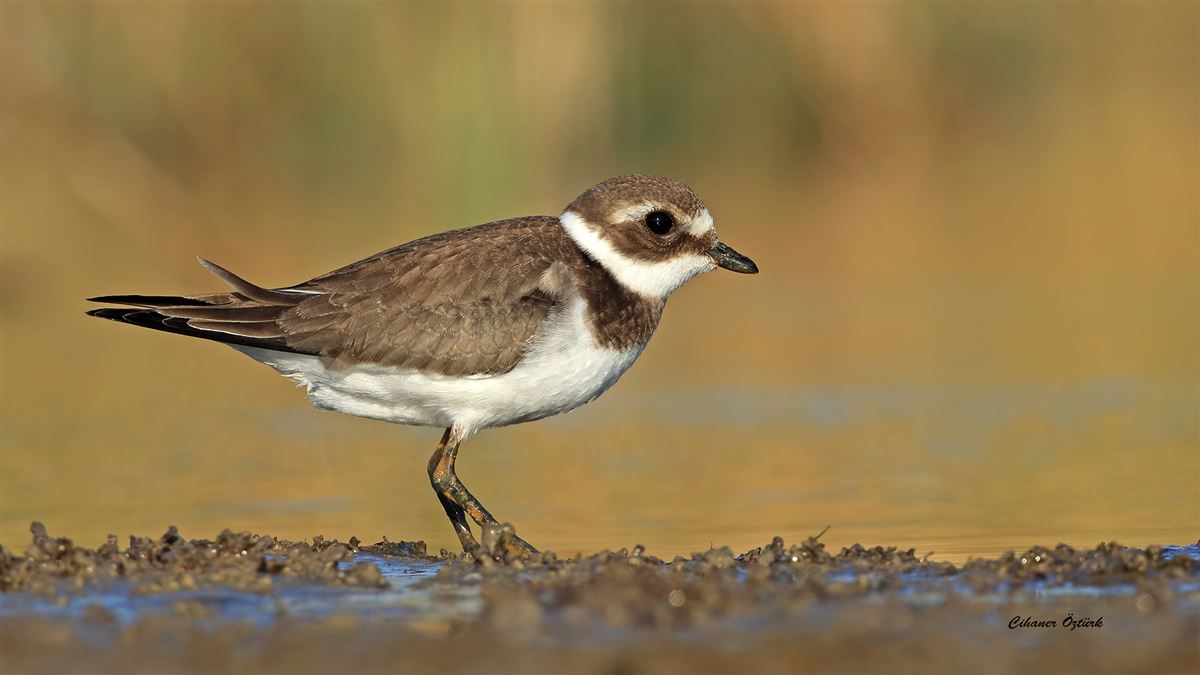Common Ringed Plover