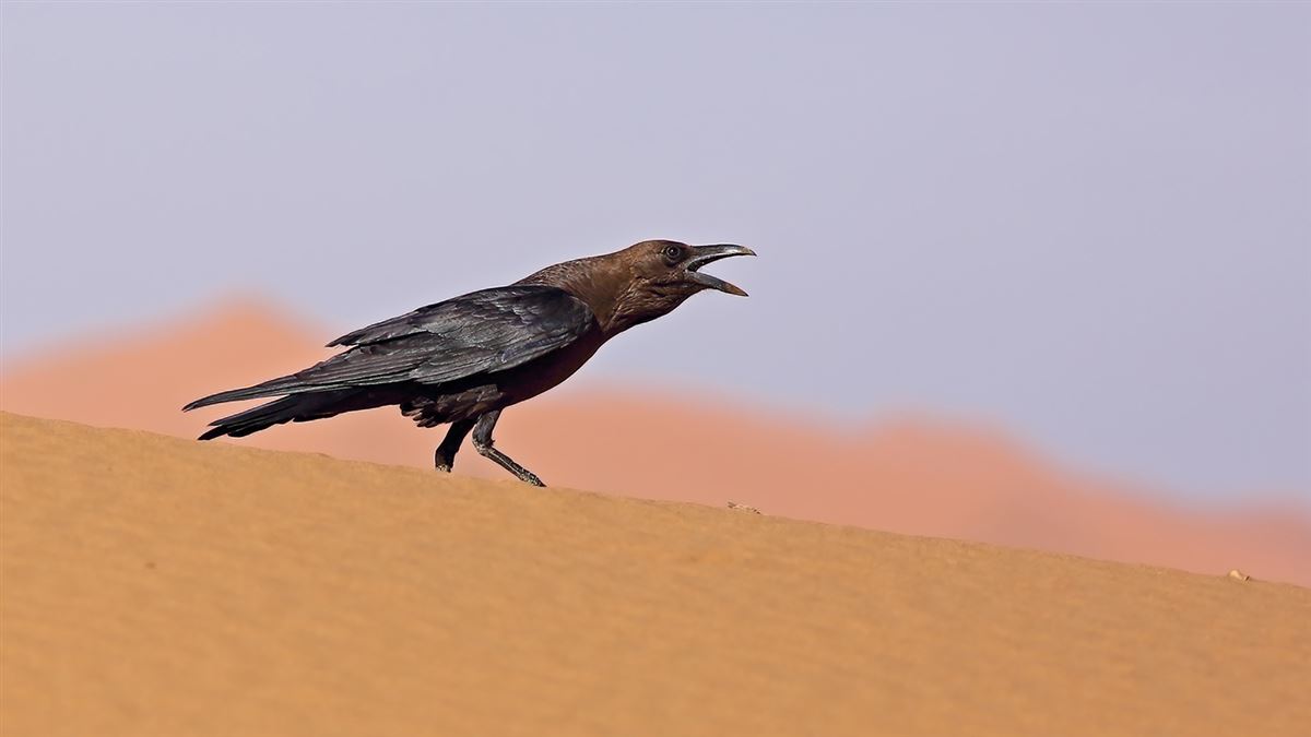 Brown-necked Raven