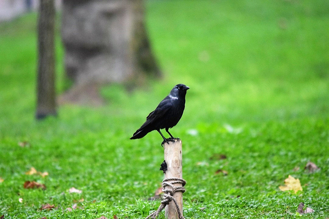 Western Jackdaw
