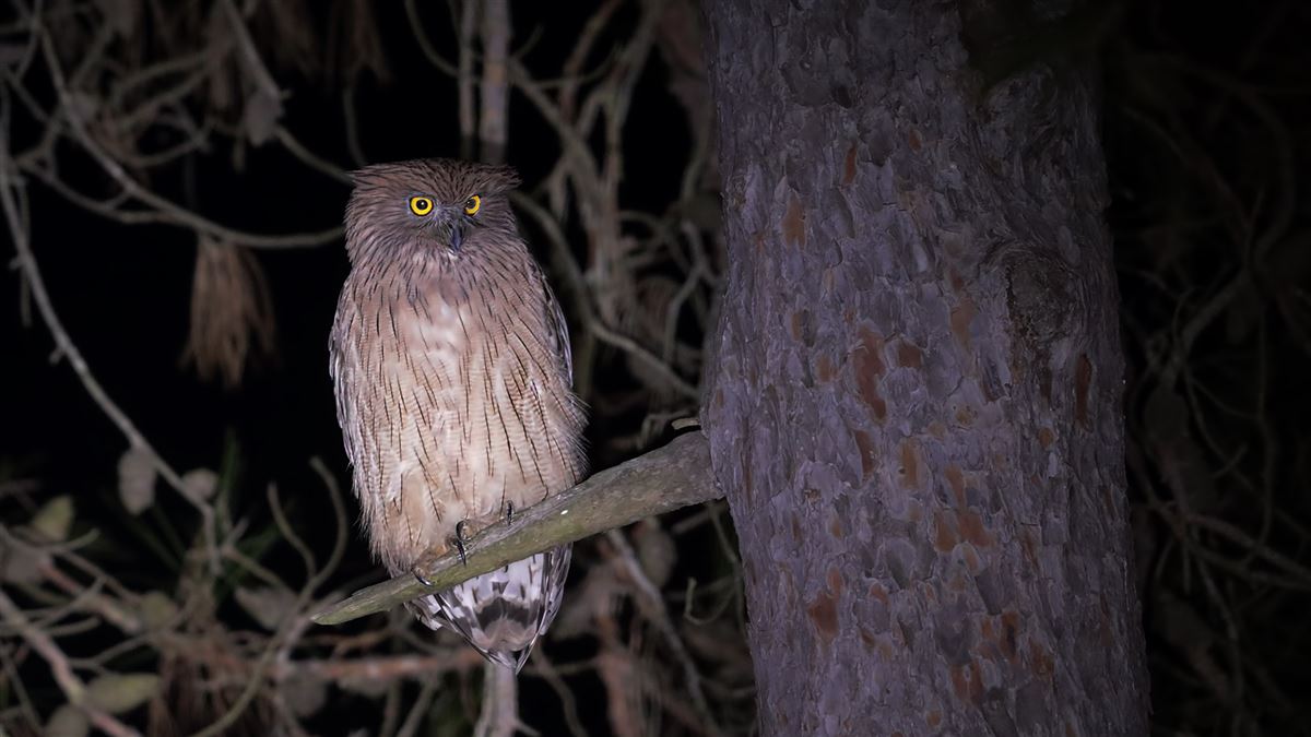 Brown Fish Owl