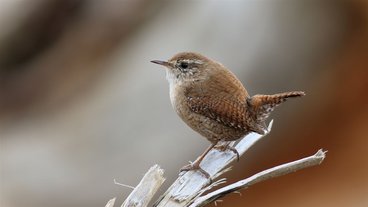 Eurasian Wren