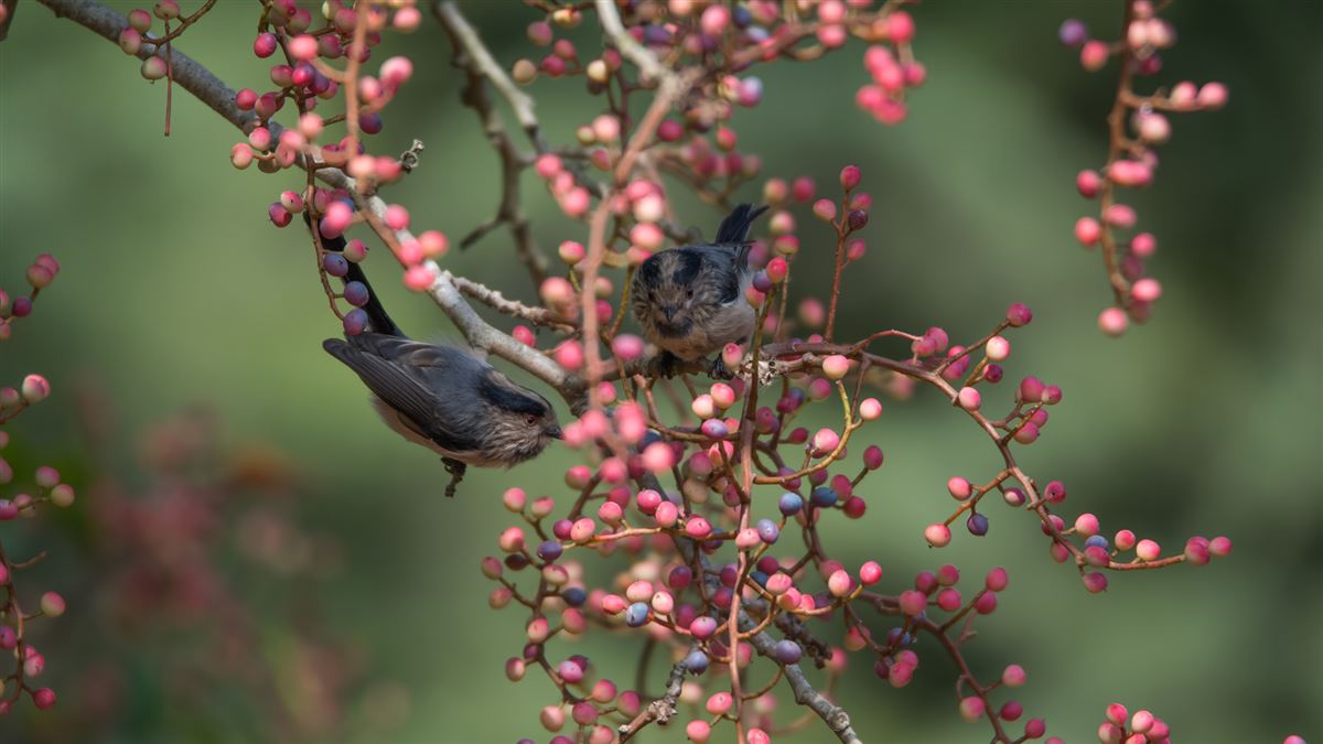 Long-tailed Tit