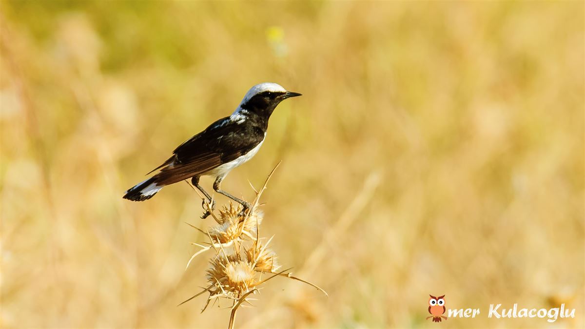 Finsch`s Wheatear