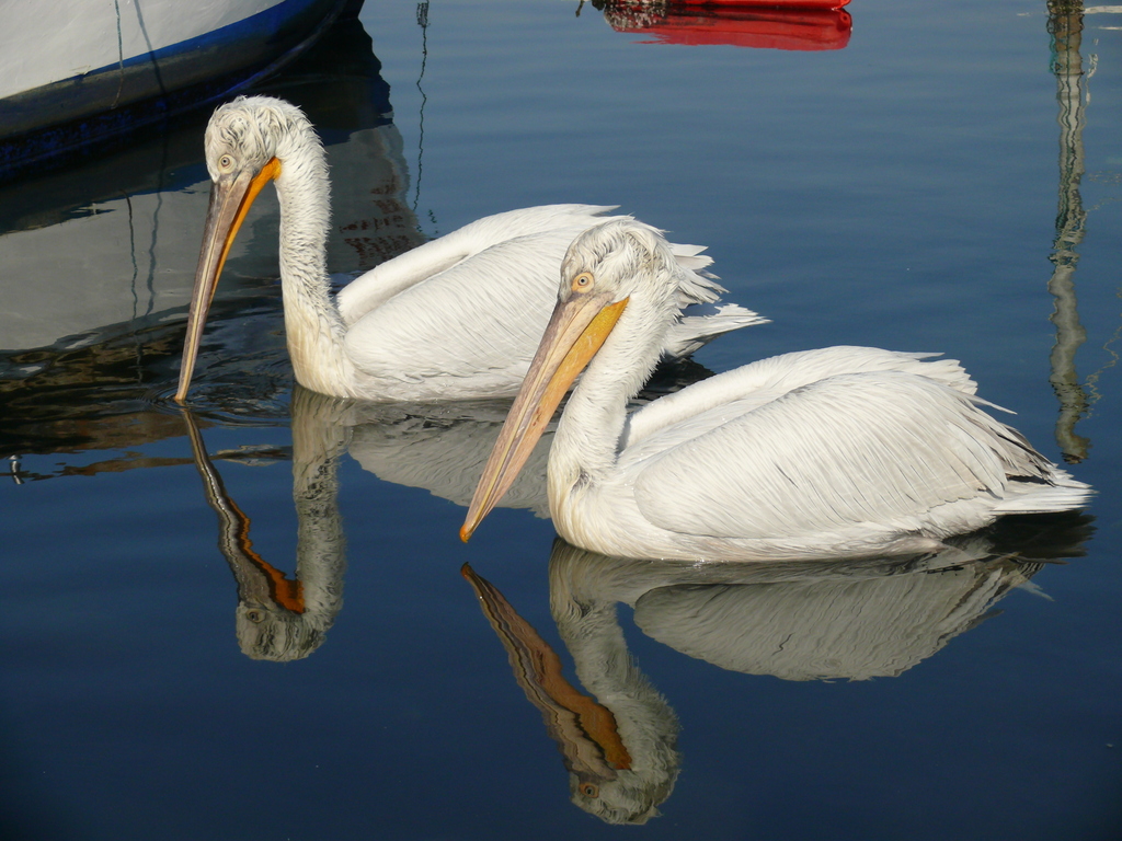 Dalmatian Pelican