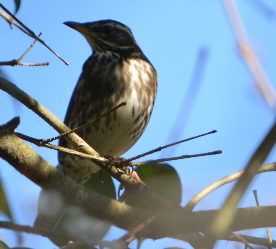 Redwing