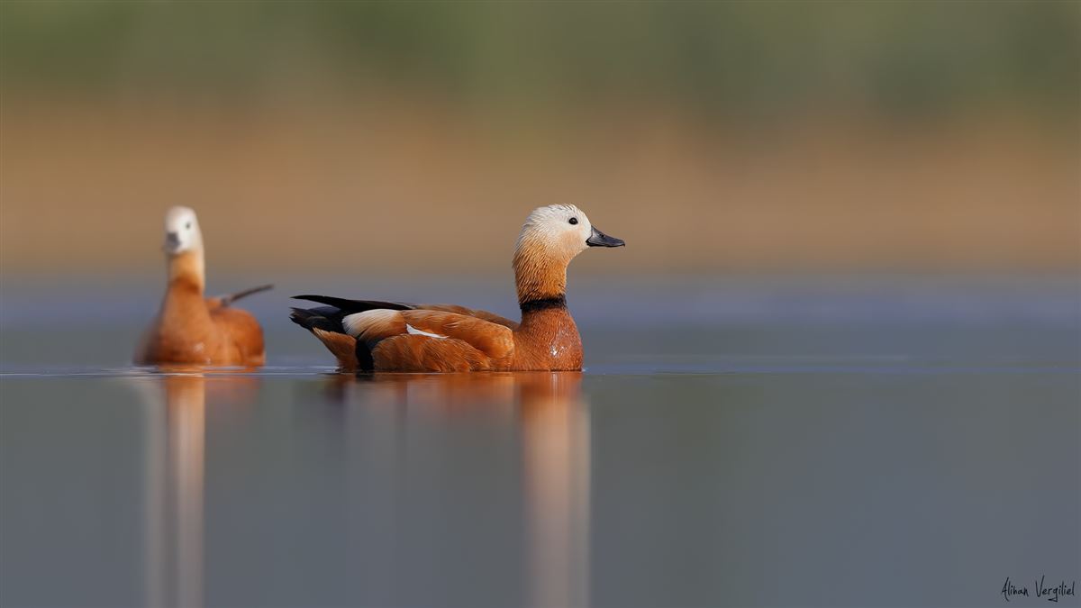 Ruddy Shelduck