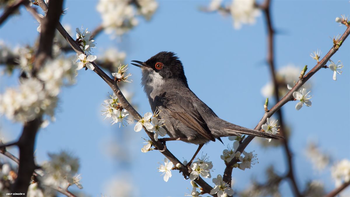 Sardinian Warbler