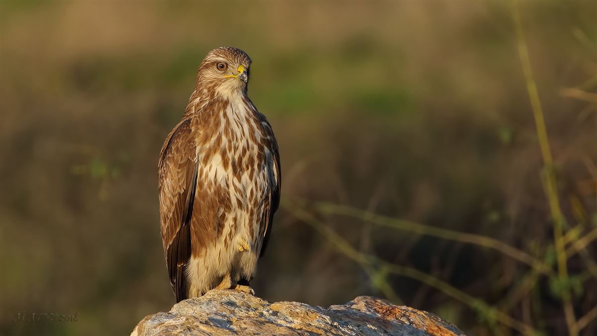 Common Buzzard