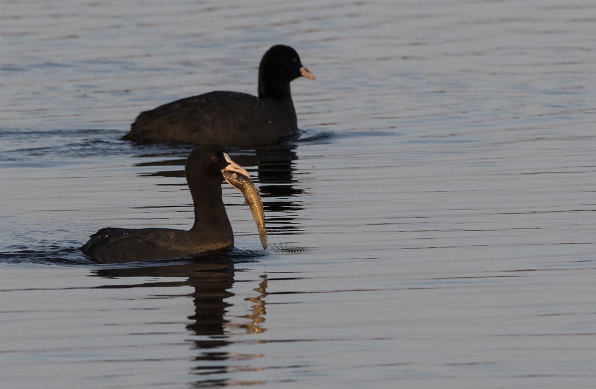 Eurasian Coot