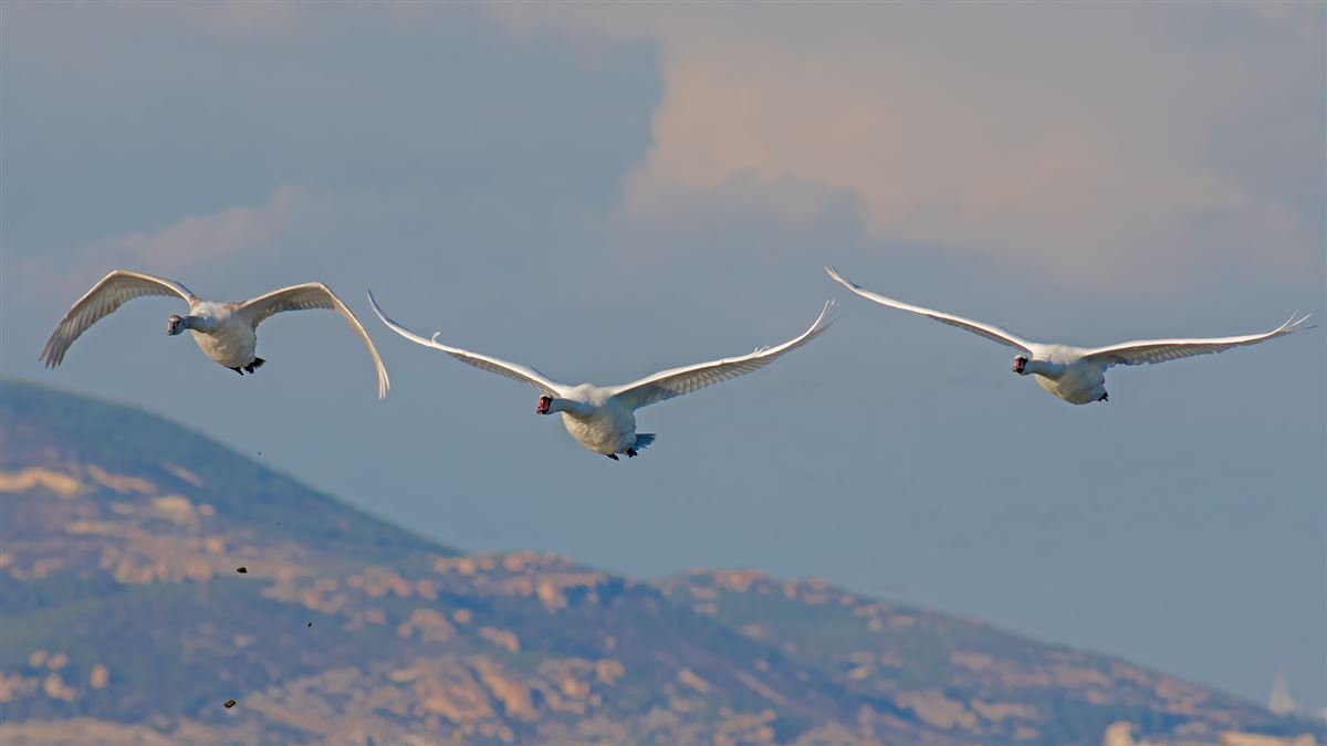Mute Swan