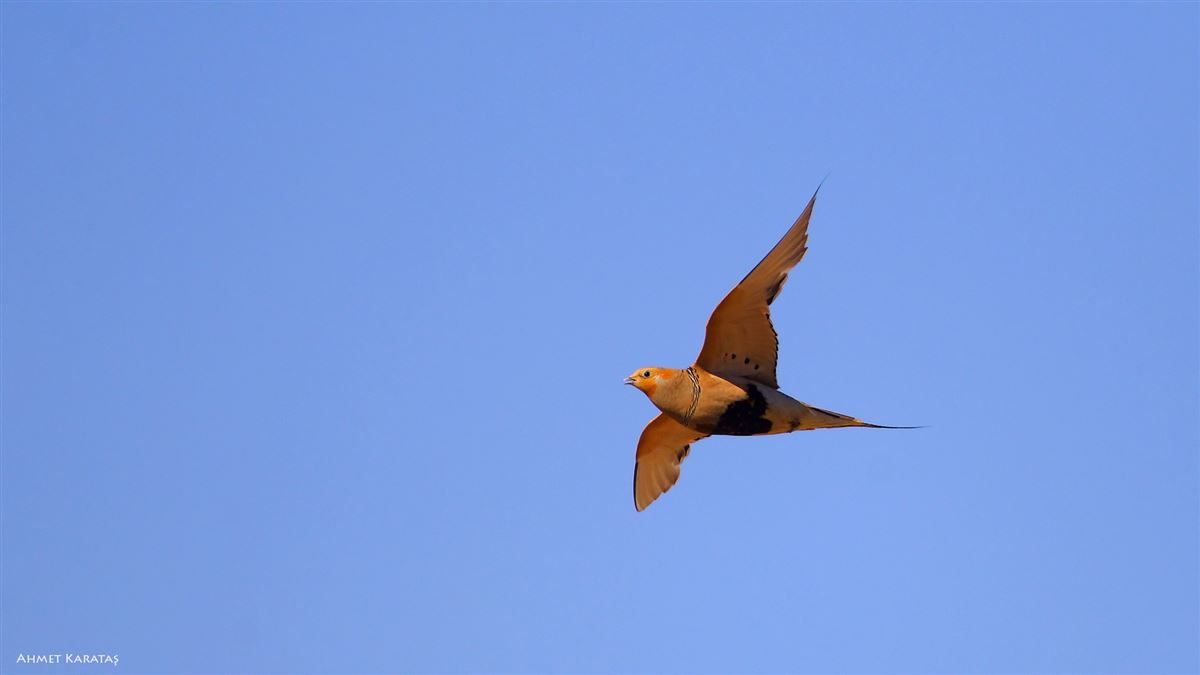 Pallas`s Sandgrouse