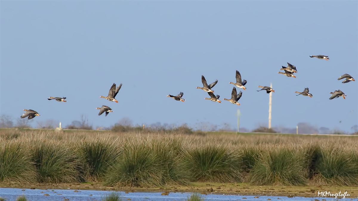 Greater White-fronted Goose