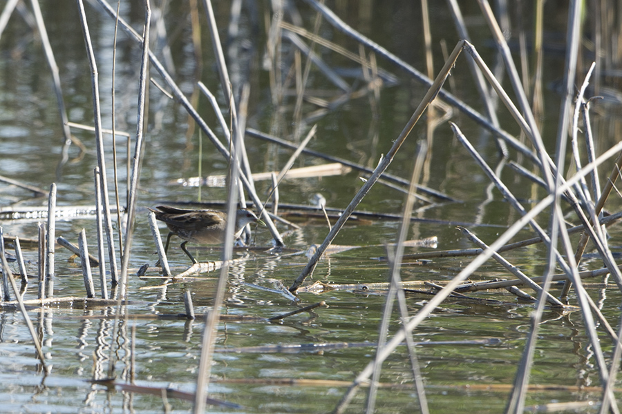 Little Crake