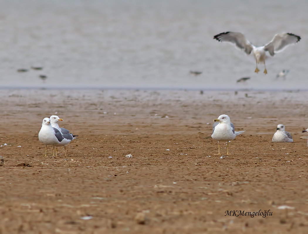 Yellow-legged Gull