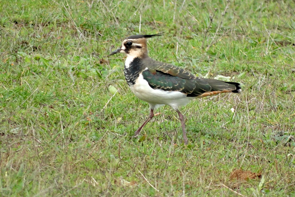 Northern Lapwing