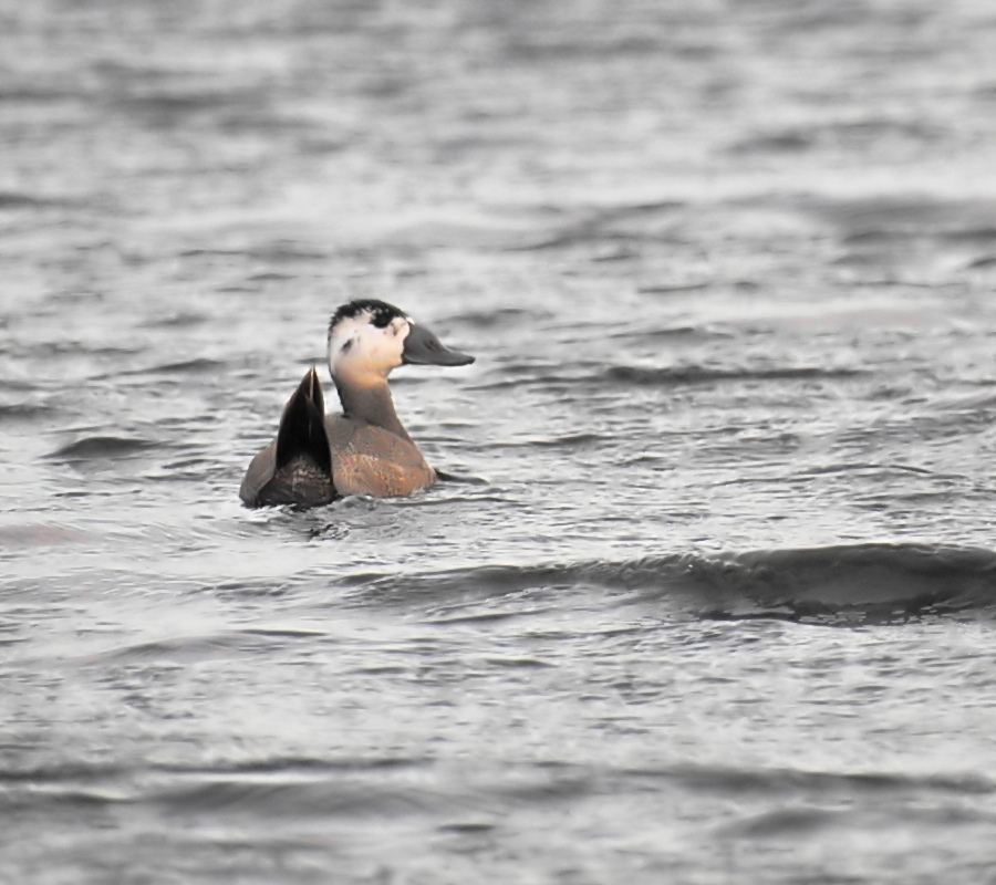 White-headed Duck