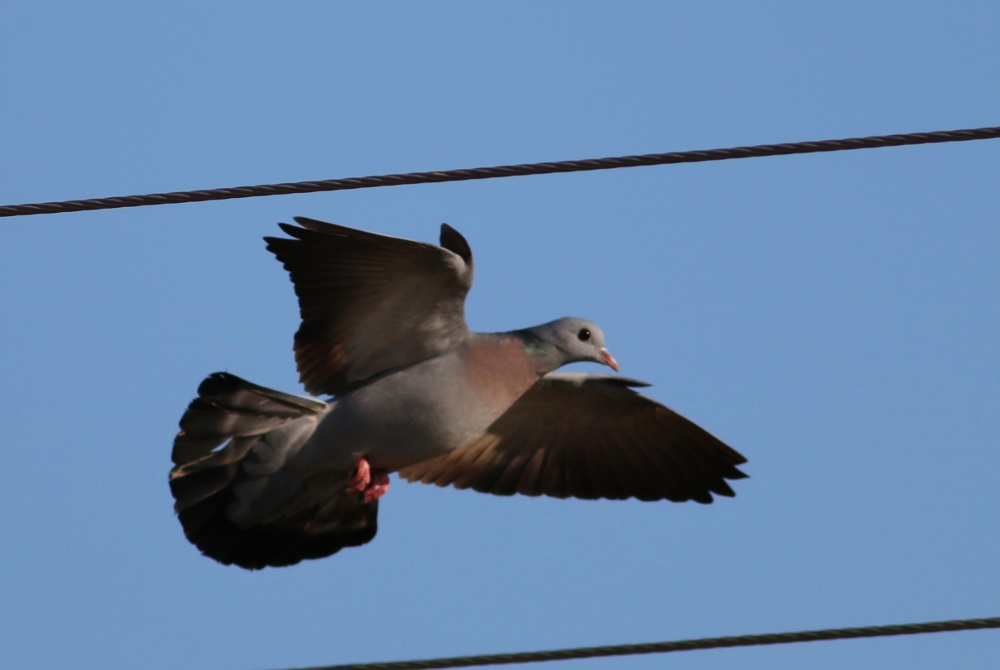 Stock Dove