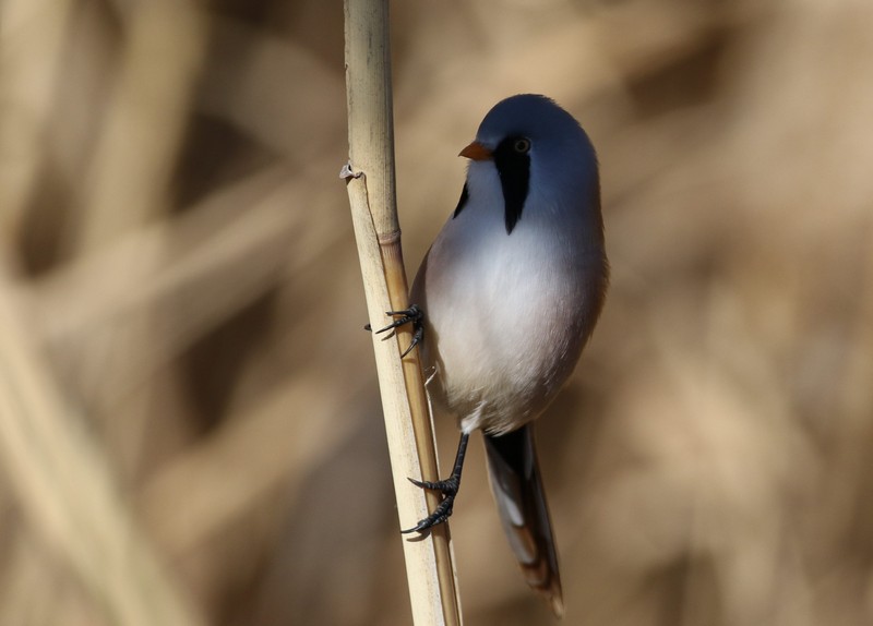 Bearded Reedling