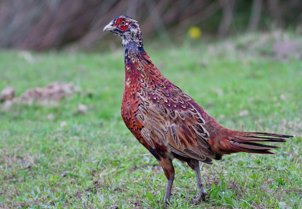 Common Pheasant