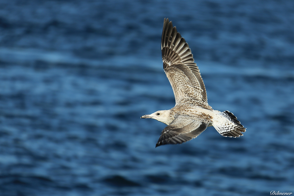 Yellow-legged Gull