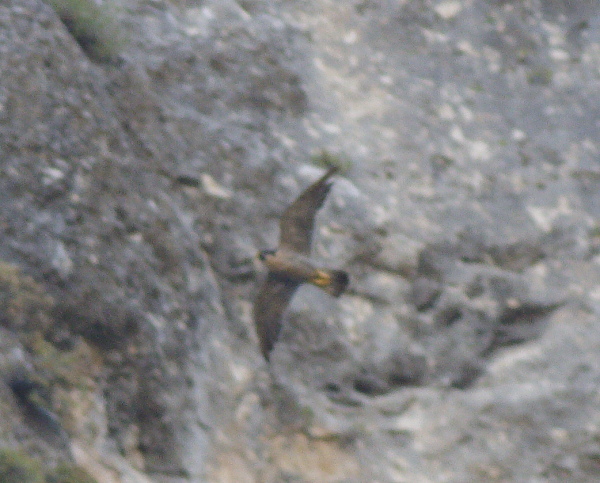 Peregrine Falcon