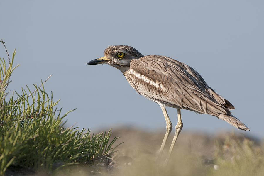 Eurasian Stone-curlew
