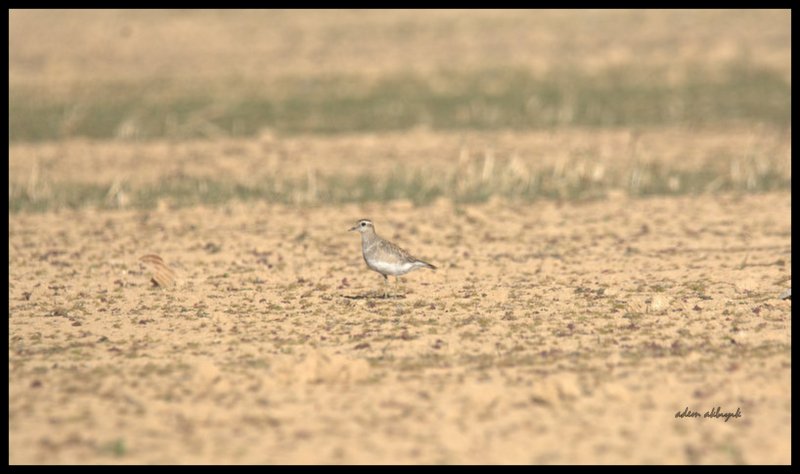 Eurasian Dotterel