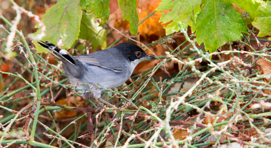 Sardinian Warbler