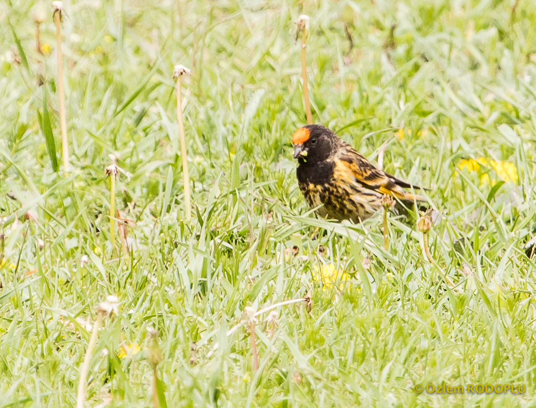 Red-fronted Serin