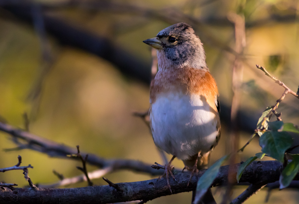 Brambling