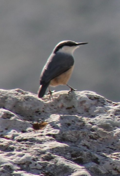Western Rock Nuthatch
