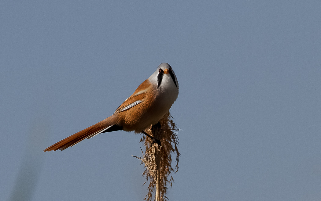 Bearded Reedling