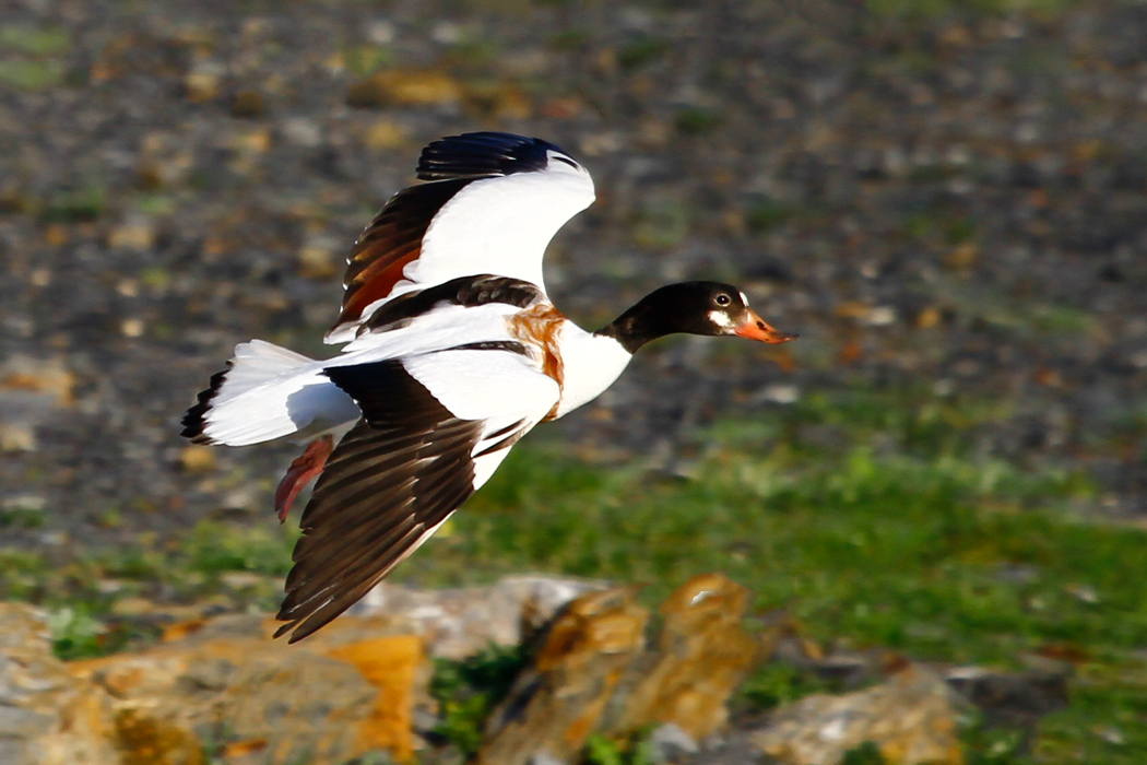 Common Shelduck