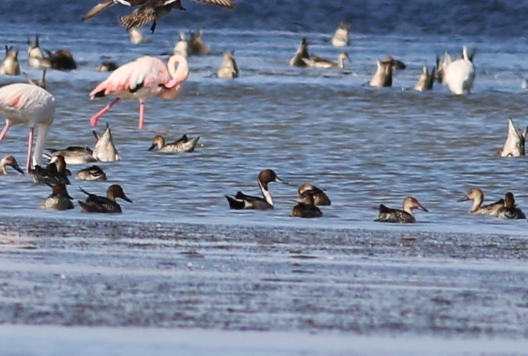 Northern Pintail